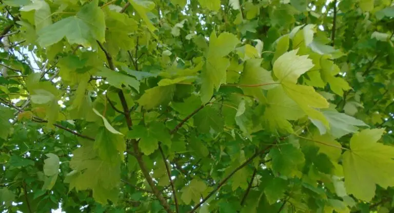 strengthen your aura touching a plant