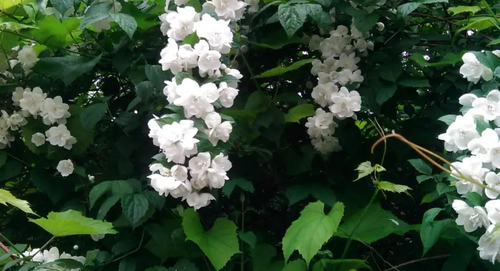 New year 's resolutions like new flowers