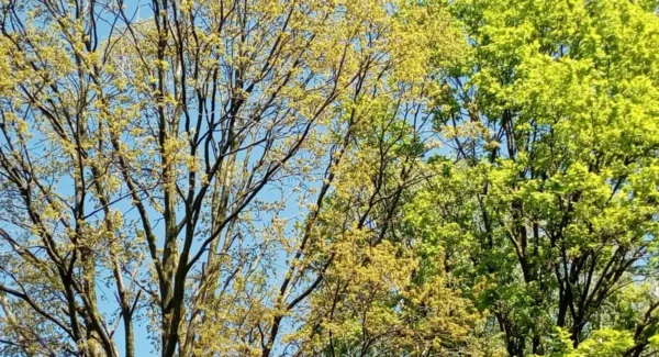 creator or destroyer