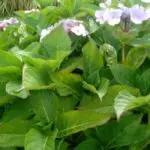 how to heal guilt looking at green leaves